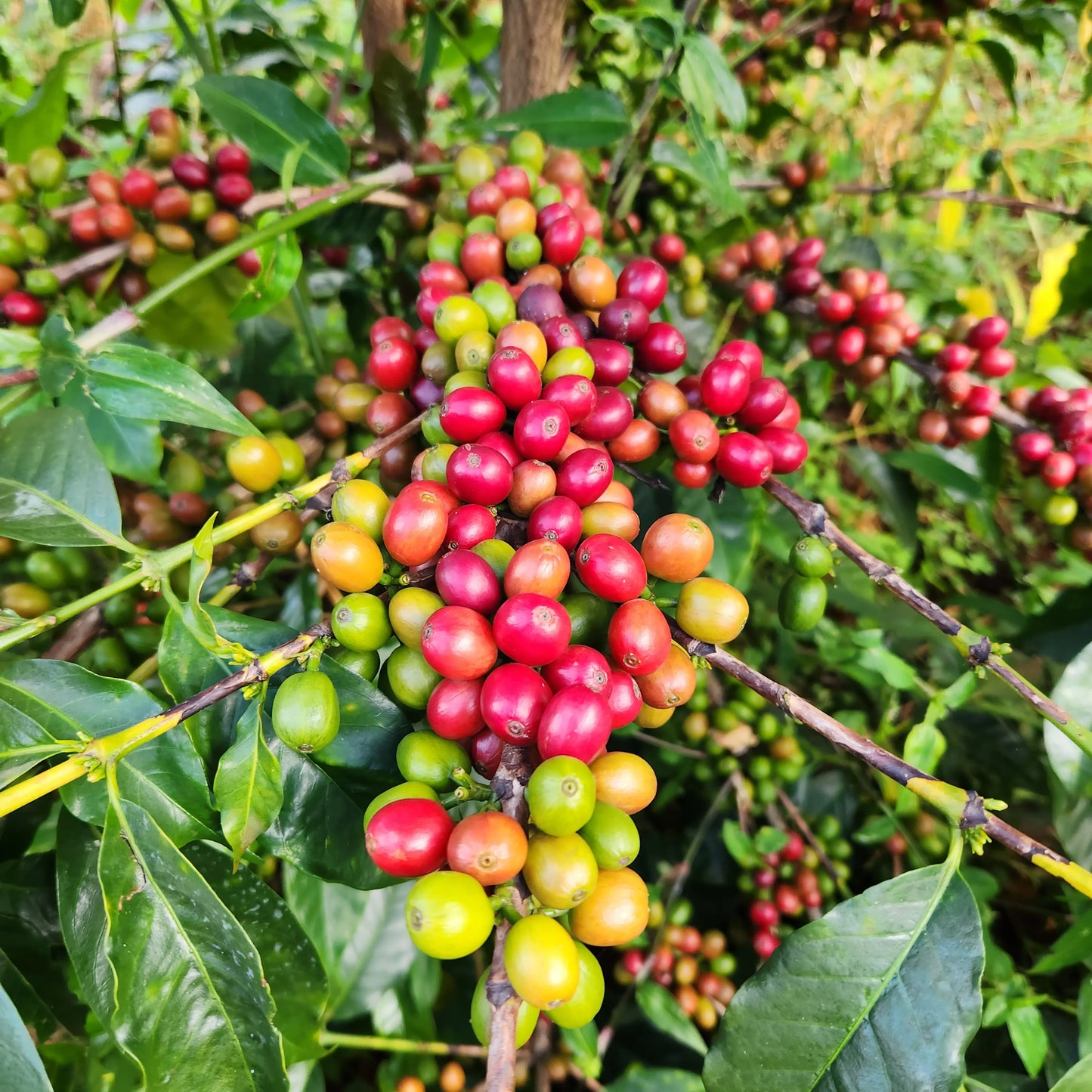 Kenya Gakuyu-ini - Filter