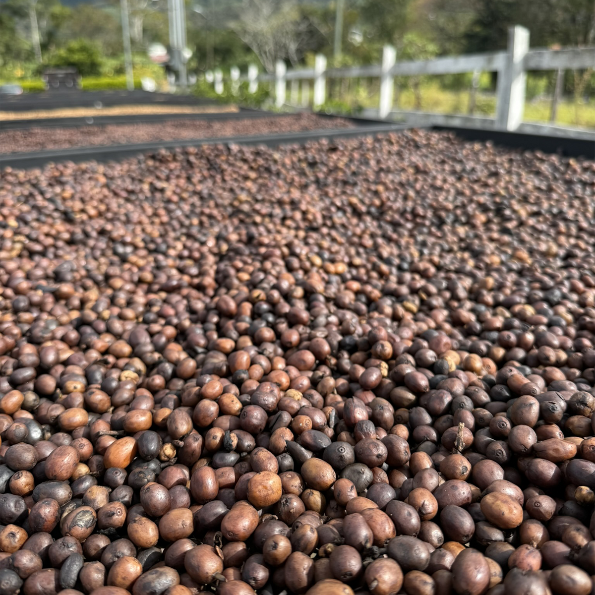 Costa Rica Ivan Solis - Espresso