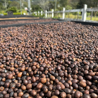 Costa Rica Ivan Solis - Espresso