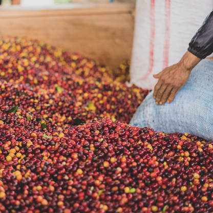 Colombia Las Moras - Filter