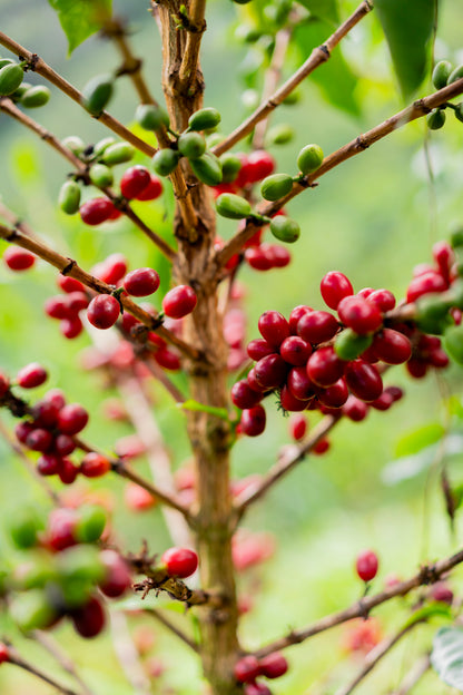Colombia Wilton Benitez Tabi - Filter